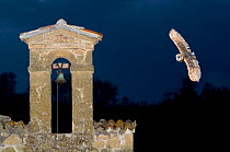 Barn Owl (Tyto alba) flying over a bell tower of a church in Pitigliano, at night, Tuscany, Italy.