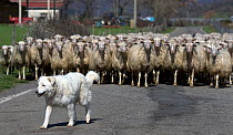 Dog working with herd of Sheep (Ovis aries) travelling down road, Tuscany, Italy. November 2008