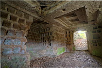 Interior of an Etruscan tomb of "Colombai". Some of the tombs were later turned into dovecotes, to house domestic pigeons. Sovana, Tuscany "Maremma", Italy. March 2009