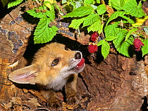 Red Fox (Vulpes vulpes) portrait of orphaned cub (called Rena)  feeding on raspberries.