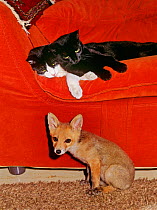Red Fox (Vulpes vulpes) orphaned cub (called Rena) sitting in living room, alongside two domestic cats.