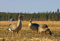 Three Bean geese (Anser fabalis) standing in stubble field, Liminka, Finland, Scandinavia. April.