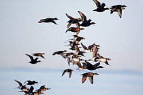 Long-tailed Ducks (Clangula hyemalis) and Black Scooters (Melanitta nigra) flying over water, Porvoo, Finland, Scandinavia, May.