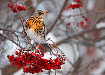 Fieldfare (Turus pilaris) perched on branch with red berries after snowfall, Helsinki, Finland, Scandinavia. December.