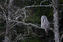 Great Grey owl (Strix nebulosa) perched on branch in woodlands, Tornio, Finland, Scandinavia, March.