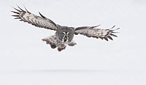 Great Grey owl (Strix nebulosa) flying low over snow covered ground, Tornio, Finland, Scandinavia, March.