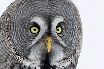 Great Grey owl (Strix nebulosa) head portrait in the snow, Tornio, Finland, Scandinavia, March.