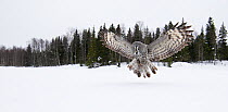 Great Grey owl (Strix nebulosa) landing / hunting in the snow, Tornio, Finland, Scandinavia, March.