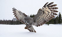 Great Grey owl (Strix nebulosa) landing / hunting inthe snow, Tornio, Finland, Scandinavia, March.