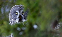 Great Grey owl (Strix nebulosa) perched in woodlands, partically obscured by trees, Tornio Finland, Scandinavia, March.
