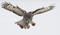 Great Grey owl (Strix nebulosa) hunting / flying over snow covered ground, Tornio, Finland, Scandinavia, March.