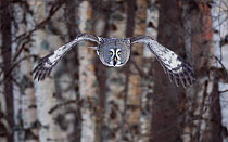 Great Grey owl (Strix nebulosa) flying through woodlands, Tornio, Finland, Scandinavia, March.