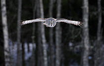 Great Grey owl (Strix nebulosa) flying through woodlands, Raahe, Finland, Scandinavia, March.