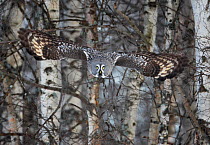 Great Grey owl (Strix nebulosa) flying through snow covered Birch woodlands, Raahe, Finland, Scandinavia, March.