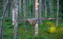 Great Grey owl (Strix nebulosa) flying through woodlands, Kalajoki, Finland, Scandinavia, July.