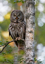 Great Grey owl (Strix nebulosa) perched on Birch tree branch in woodland, Kalajoki, Finland, Scandinavia, July.