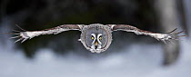 Great Grey owl (Strix nebulosa) flying in snow covered woodlands, Tornio, Finland, Scandinavia,  March.