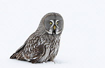 Great Grey owl (Strix nebulosa) on snow covered ground, Tornio, Finland, Scandinavia, March.