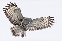 Great Grey owl (Strix nebulosa) hunting / flying over snow covered ground, Tornio, Finland, Scandinavia, March.
