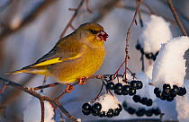 Greenfinch (Carduelis carduelis) perched on branch, feeding on snow covered berries, Vantaa, Finland, Scandinavia, December.