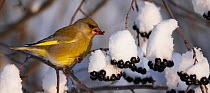 Greenfinch (Carduelis carduelis) perched on branch, feeding on snow covered berries, Vantaa Finland, Scandinavia, December.