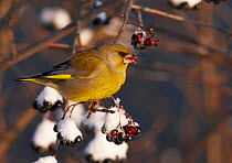 Greenfinch (Carduelis carduelis) perched on branch, feeding on snow covered berries, Vantaa Finland, Scandinavia, December.