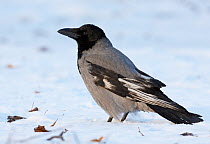 Hooded Crow (Corvus cornix) on snow covered ground, Helsinki, Finland, December.