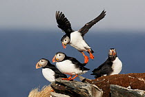 Small flock of Puffins (Fratercula arctica) perched on clastal ledge, one landing amongst the group, Norway, Scandinavia, April.