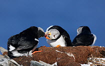 Puffins (Fratercula arctica) 'bill-knocking' in a display of courtship behaviour, Norway, Scandinavia, April.