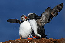 Puffins (Fratercula arctica) 'bill-knocking' in a display of courtship behaviour, Norway, Scandinavia, April.