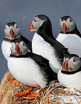 Puffin (Fratercula arctica) small flock gathered together during snowfall, Norway, Scandinavia, April.