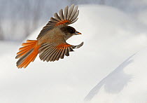 Siberian Jay (Perisoreus infaustus) flying over snow covered ground, carrying acorn in beak, Kuusamo Finland, Scandinavia, March.
