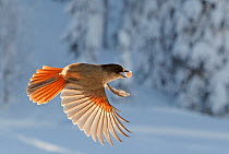 Siberian Jay (Perisoreus infaustus) flying over snow covered ground, carrying acorn in beak, Kuusamo Finland, Scandinavia, March. Magic Moments book plate.