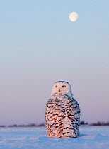 Snowy owl (Bubo scandiaca) female standing on snow covered field ask dusk, under full moon, Canada, February.