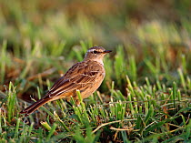 Water Pipit (Anthus spinoletta) standing in short grass, Sultanate of Oman, Arabia, February.