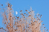 Flock of Waxwings (Bombycilla garrulus) perched in tree tops, under half moon. Kuusamo, Finland, Scandinavia, January.