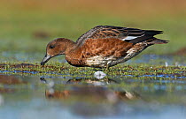 Wigeon (Anas penelope) female foraging in shallow water, with reflections, Loviisa, Finland, Scandinavia, August.