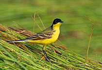 Yellow Wagtail (Motacilla flava) standing in long grass, Sultanate of Oman, Arabia, March.