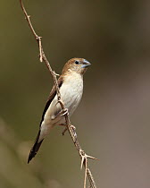 African silverbill {Lonchura cantans} perched, Oman, January