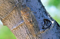 Arabian cicada {Platypleura arabica} on tree trunk, Oman, May
