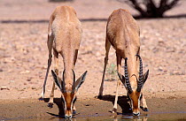 Arabian gazelle {Gazella gazella} two drinking from pool of water, Oman