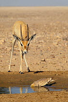 Arabian gazelle {Gazella gazella} and Chestnut-bellied sandgrouse {Pterocles exustus} drinking from pool of water, Oman
