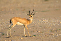 Arabian gazelle {Gazella gazella} in stony desert, Oman