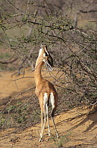 Arabian gazelle {Gazella gazella} reaching up to feed on Acacia, Oman