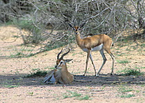 Arabian gazelle {Gazella gazella} two resting in shade, Oman
