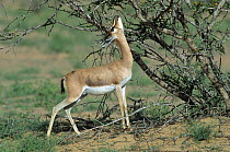 Arabian gazelle {Gazella gazella} reaching up to  feed on acacia, after rain in the desert, Oman