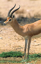 Arabian gazelle {Gazella gazella} at pool of water after rain in the desert, Oman