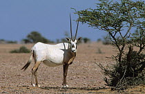 Arabian oryx {Oryx leucoryx} in stony desert, Oman