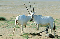 Arabian oryx {Oryx leucoryx} male and female interacting before mating, Oman