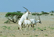 Arabian oryx {Oryx leucoryx} mating pair, Oman